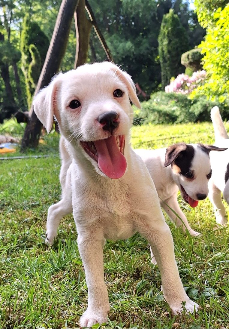 Szczeniak Parson Russell Terrier ZKWP FCI