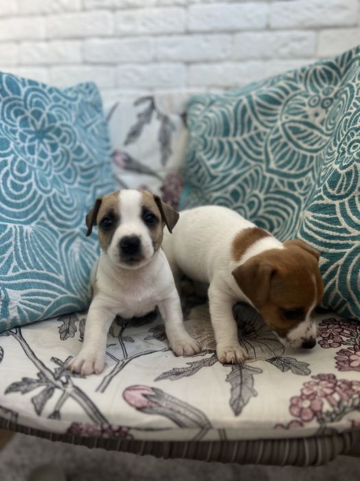 Пропоную щеняток Джек Рассел