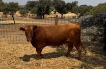 Touro Red Angus Puro
