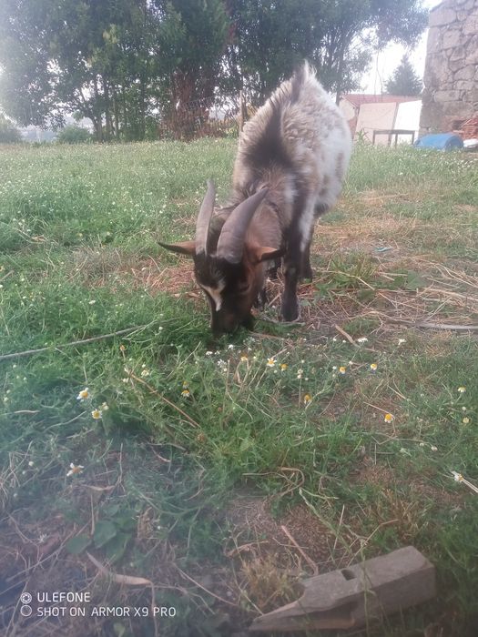 Cabrito anão 2 anos