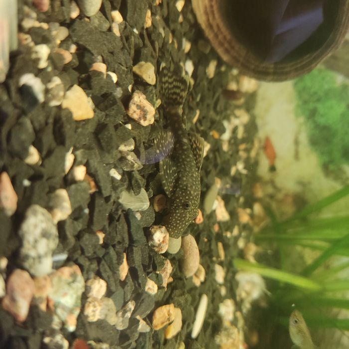 Анциструс, присоска