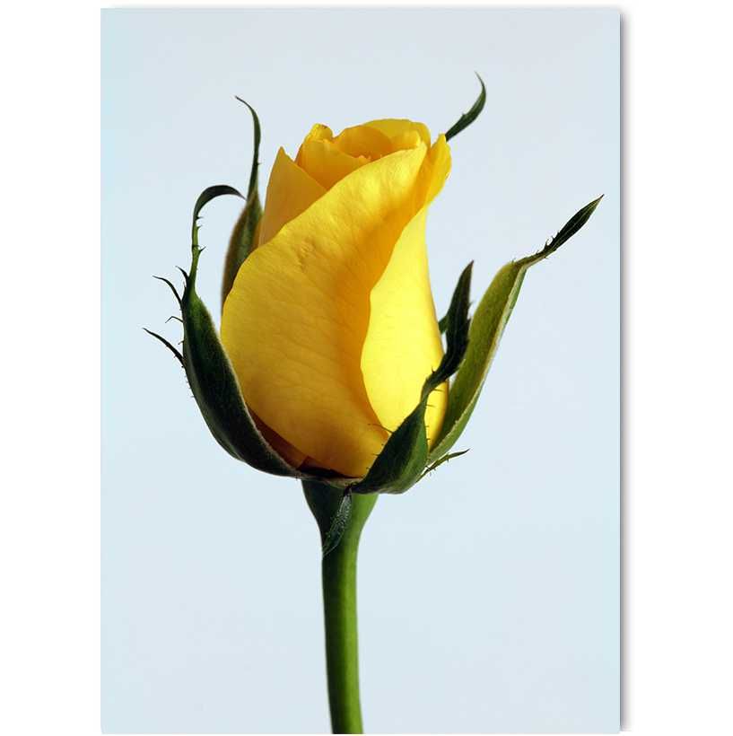 plakat żółta róża duży 50x70 cm