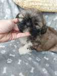 Samiec Shih-tzu aktualne