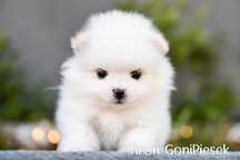 Biały Szpic Miniaturowy Pomeranian Mini