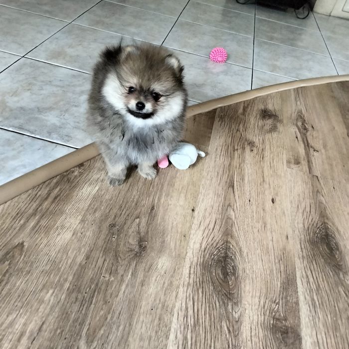 Szpic miniaturowy pomeranian rudy piesek