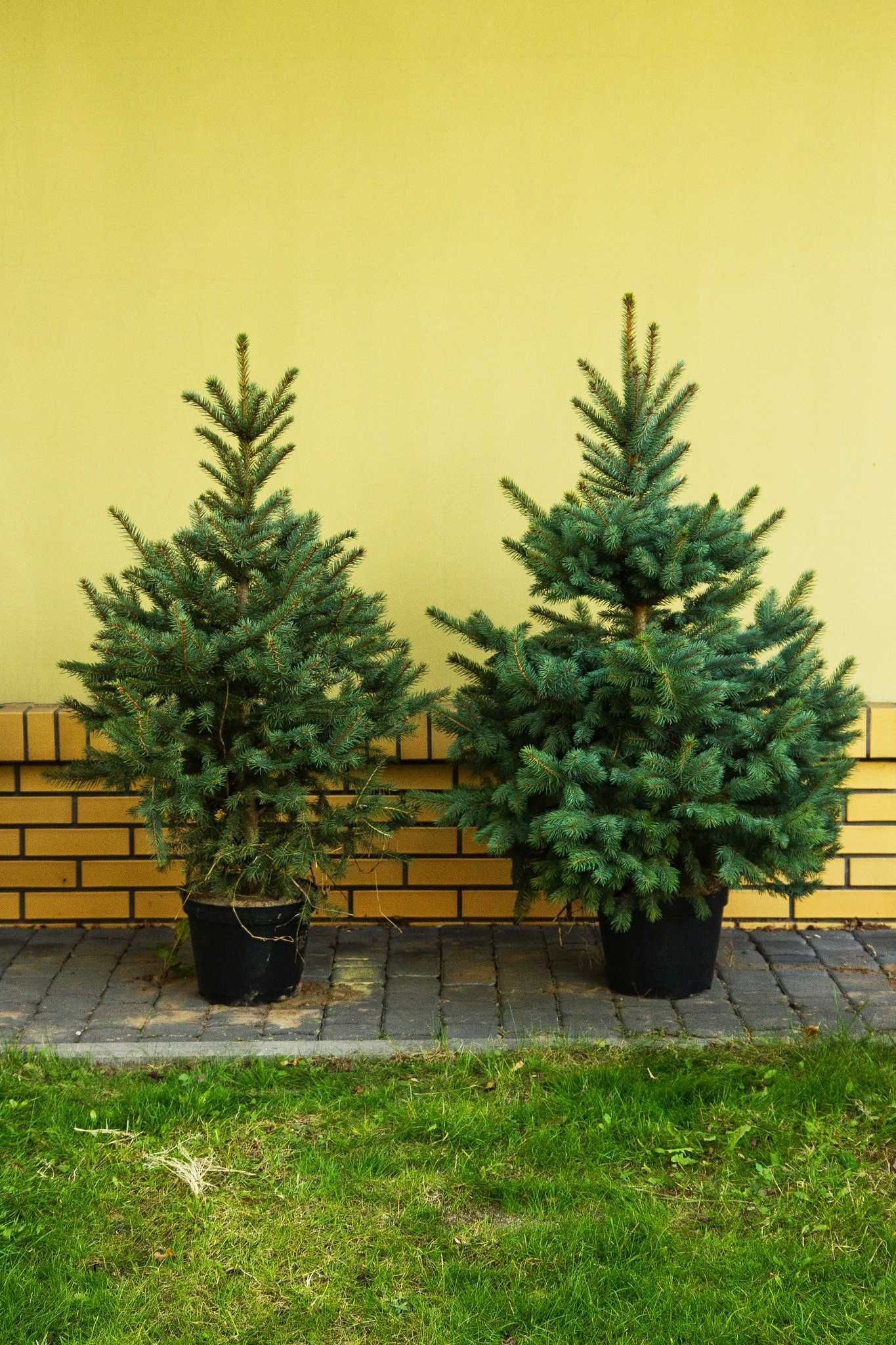 Świerk srebrny 130-160 cm kopany z korzeniami - W DONICZCE  ŚWIĄTECZNY