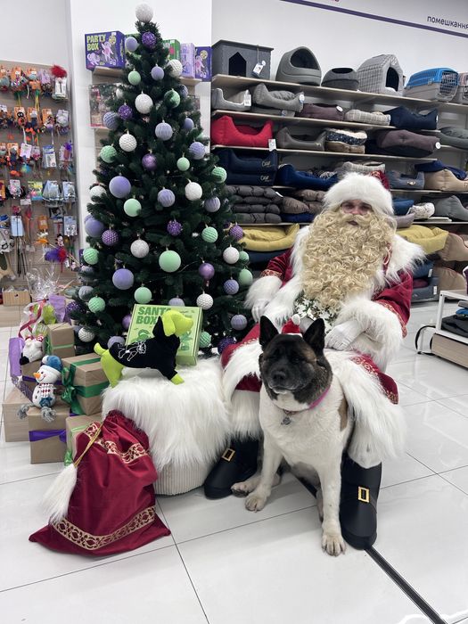 Новорічне експрес привітання Санта Клаус Ельф Дід Мороз та Снігуронька