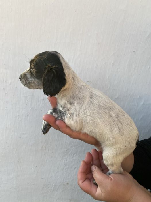 Продам цуценят руского спанієля