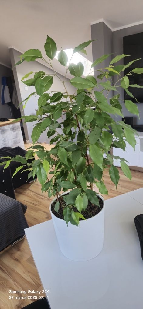 Figowiec Benjamina