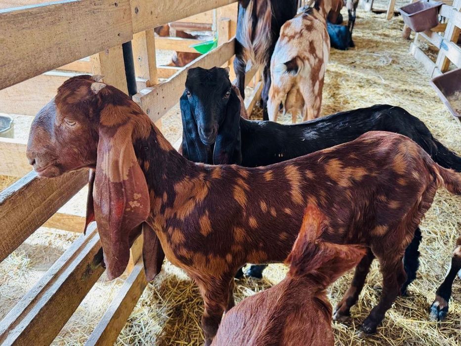 КАМОРІ 50% та 75%