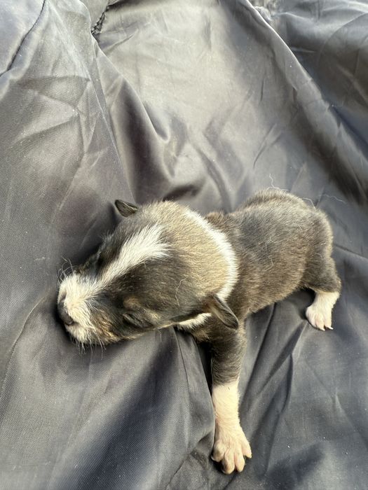 Відамо в добрі руки