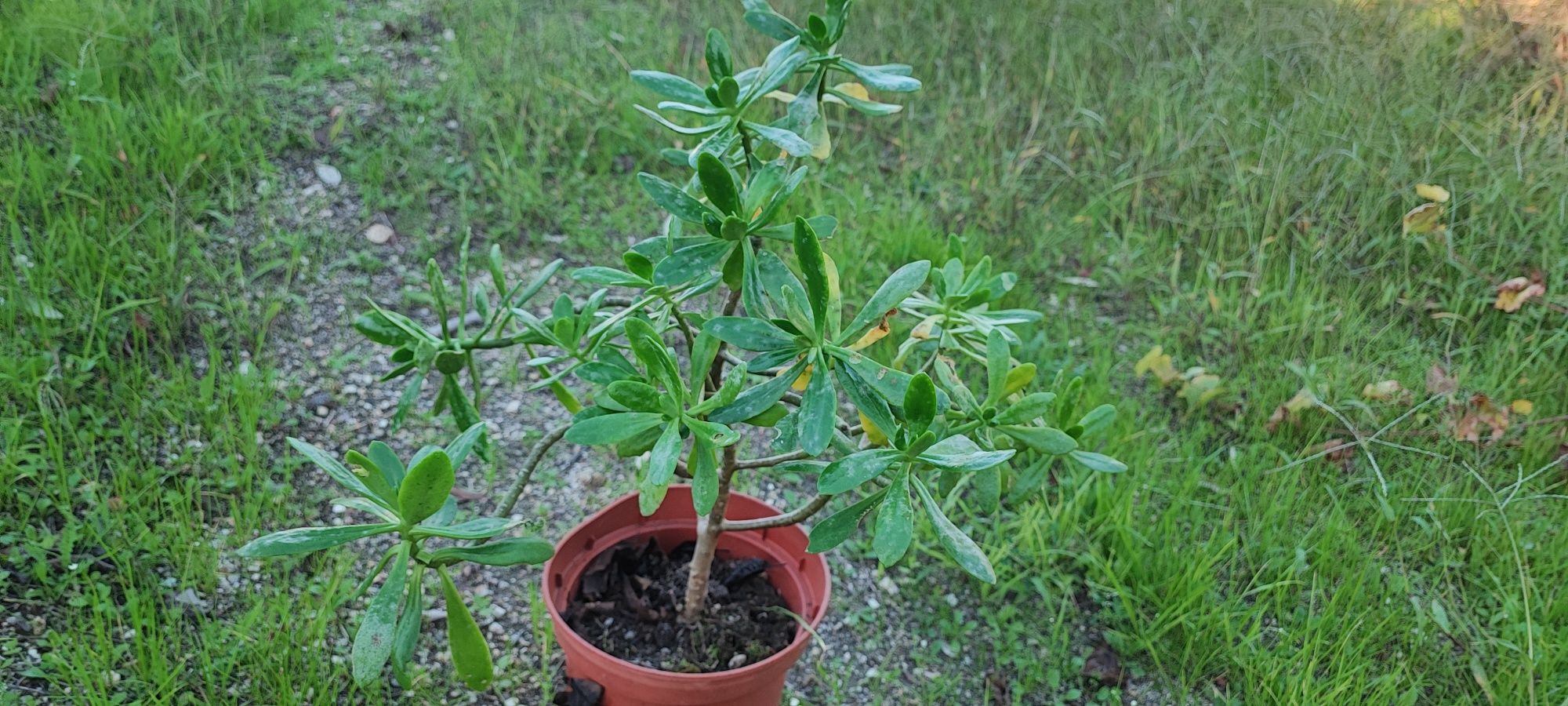 Planta suculenta