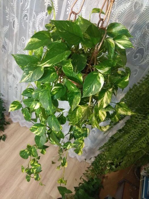 Epipremnum Złociste Wiszące Długie pędy