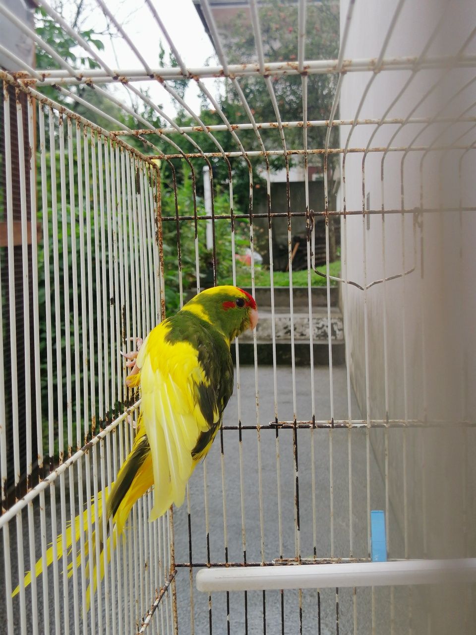 Kakarikis malhados