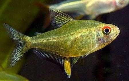 Bystrzyk pięknopłetwy, cytrynka. Cetarius