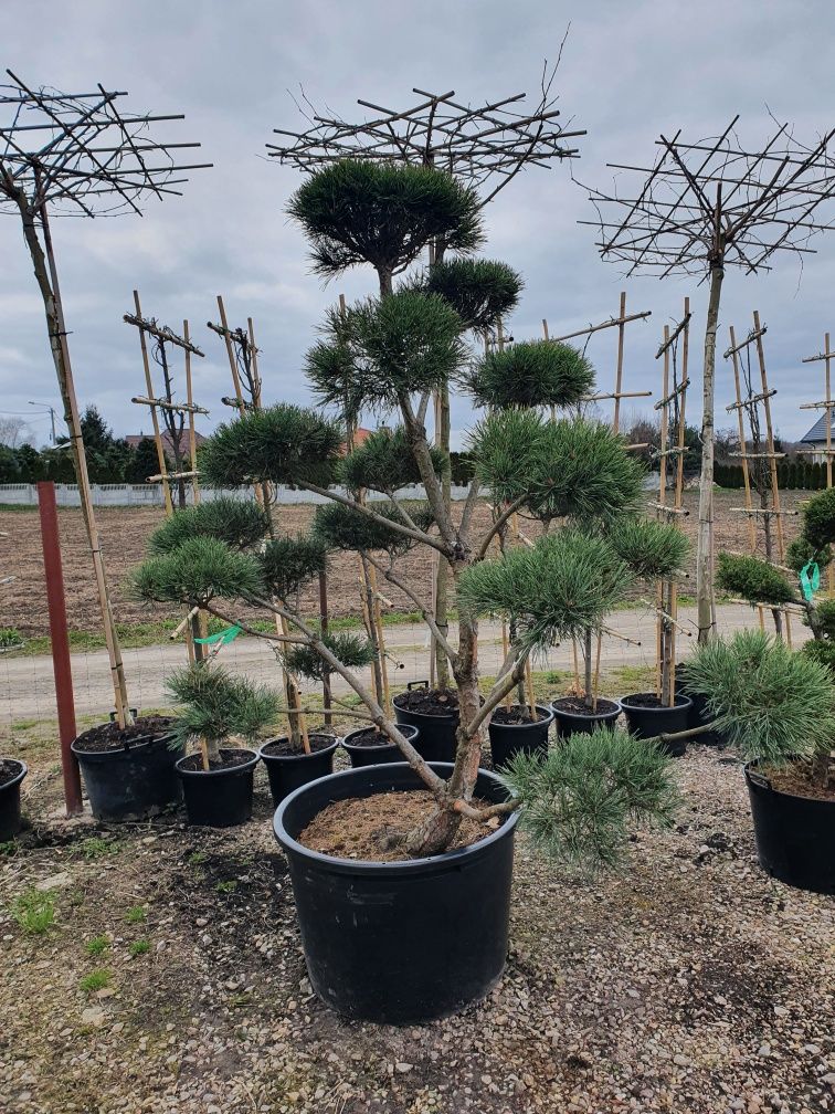 Sosna pospolita norske typ bonsai