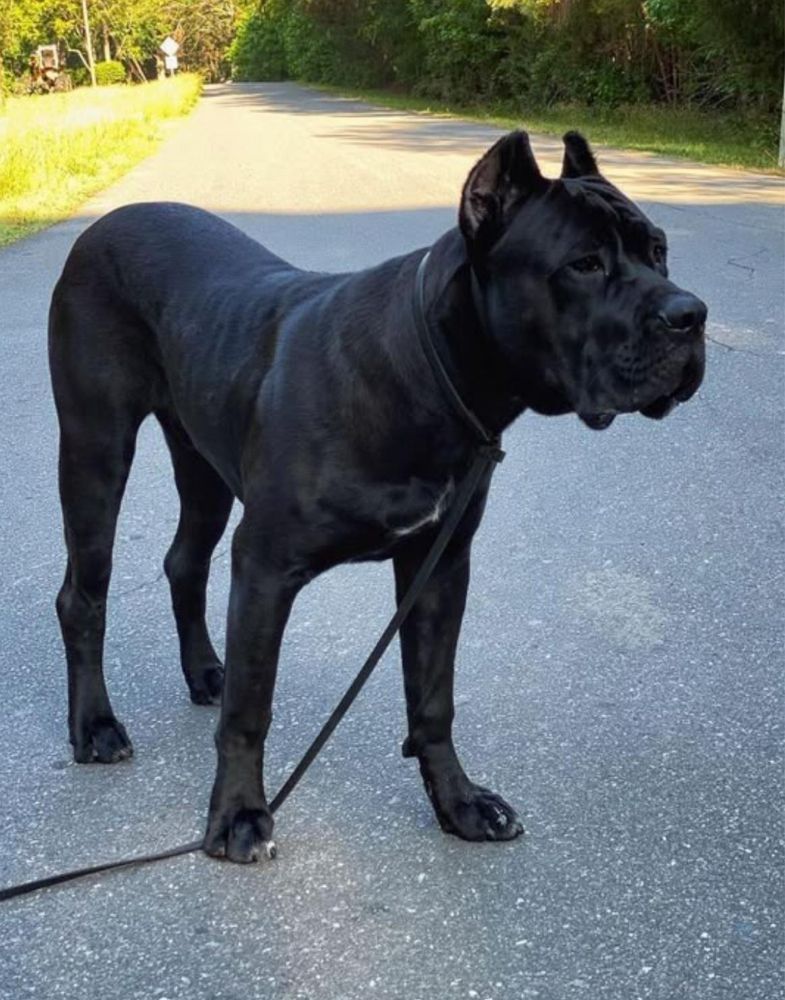 Cane Corso preto femea