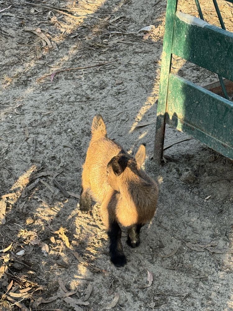 Cabrito anão com 3 meses