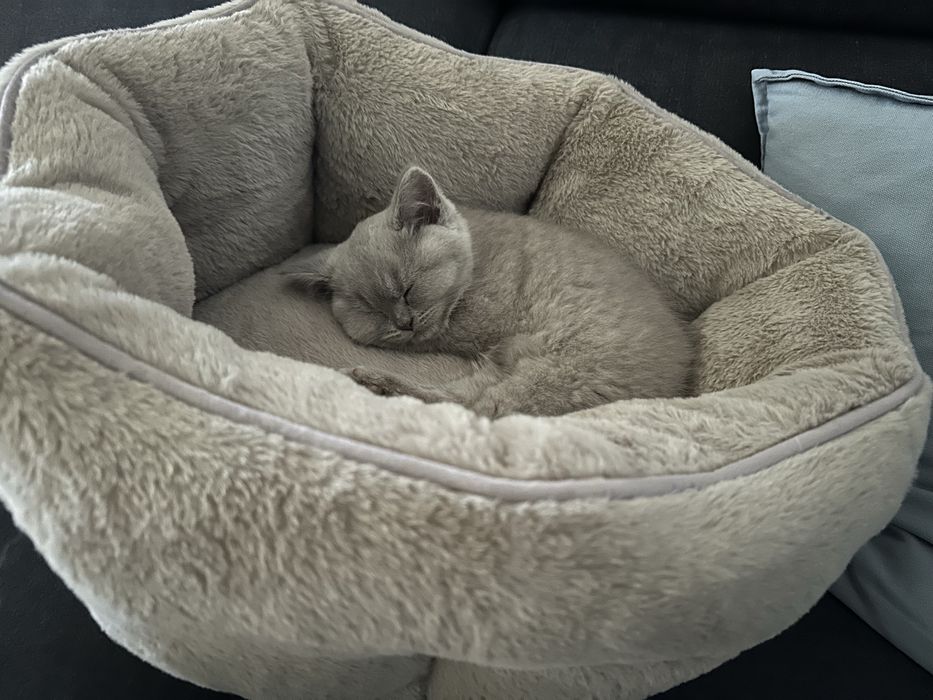 Ralph Lauren legowisko dla kota/psa jak nowe