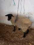 Vendo Ovelha suffolk