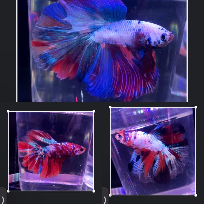 Петушок!Большой выбор:вуаль,корона,супердельта,дамбо,халфмун,плакат