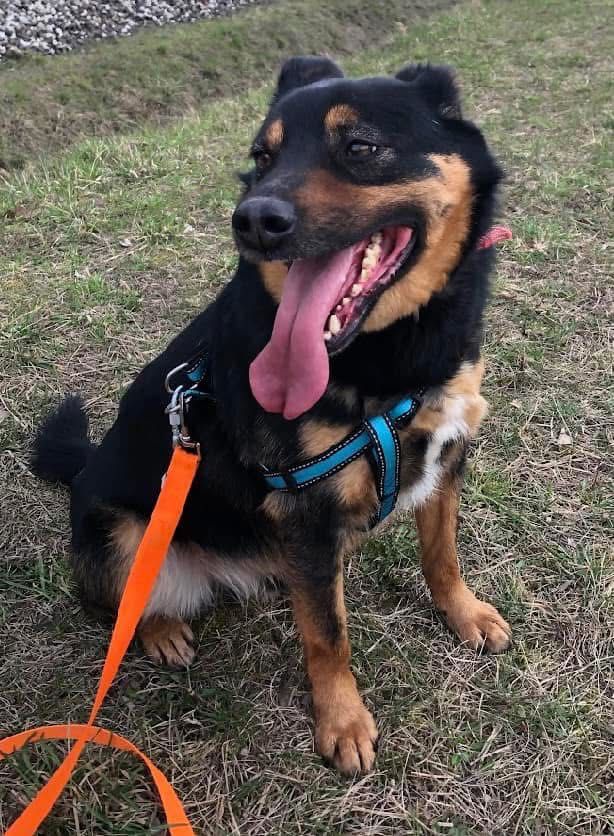 Radar do adopcji