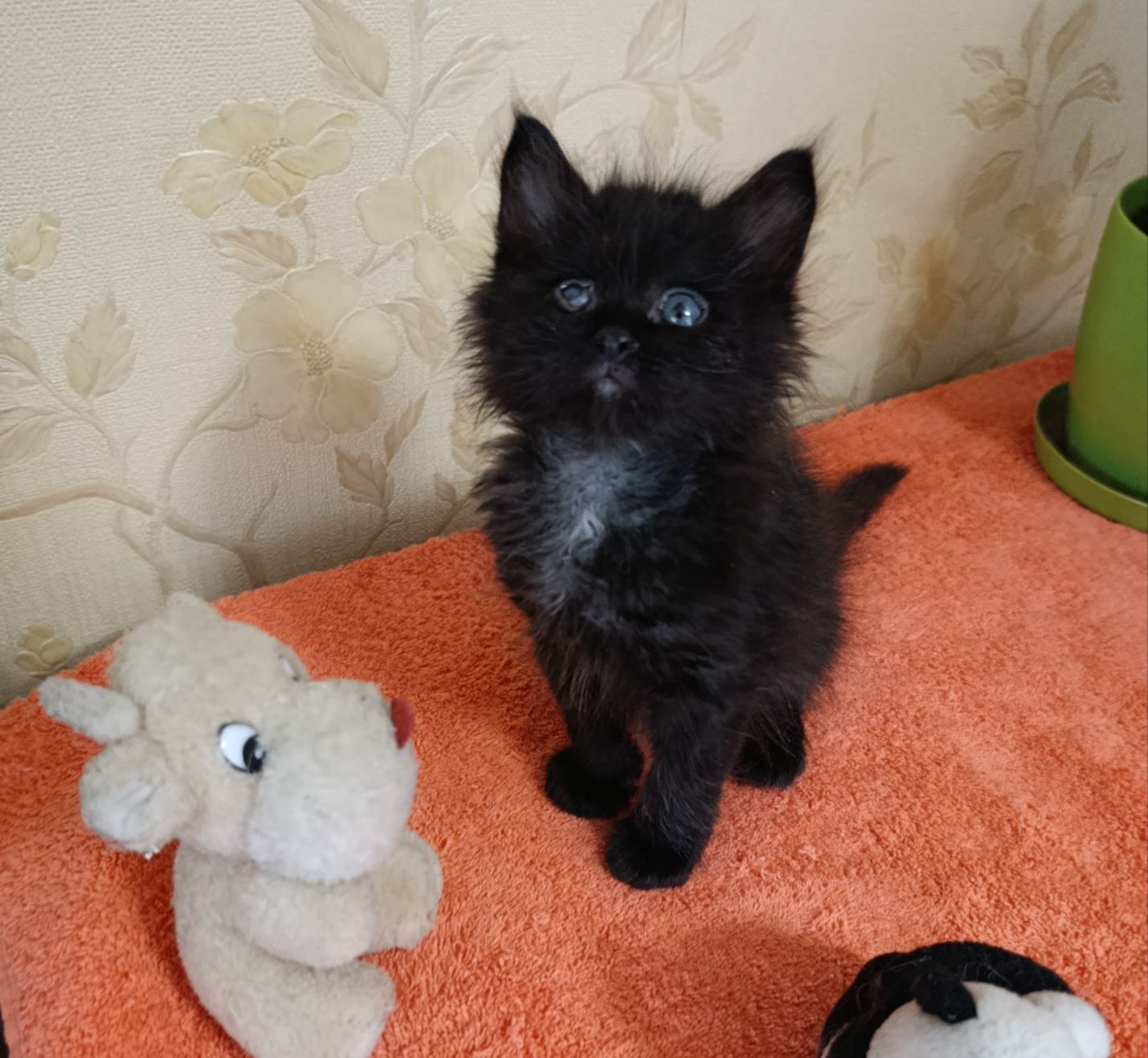 Котенок в хорошие руки