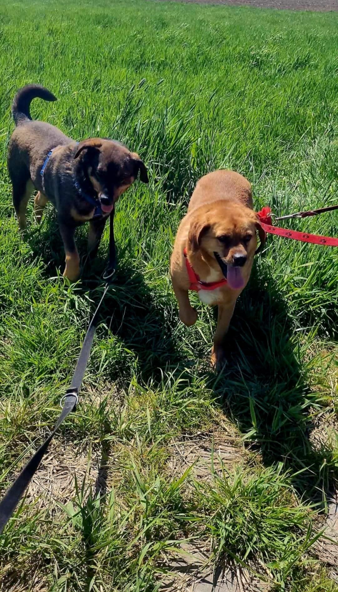 Ruda sunia o uszkach jak beagle do adopcji