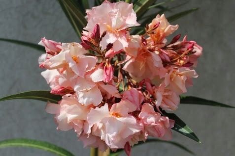 Oleander brzoskwiniowy pachnacy