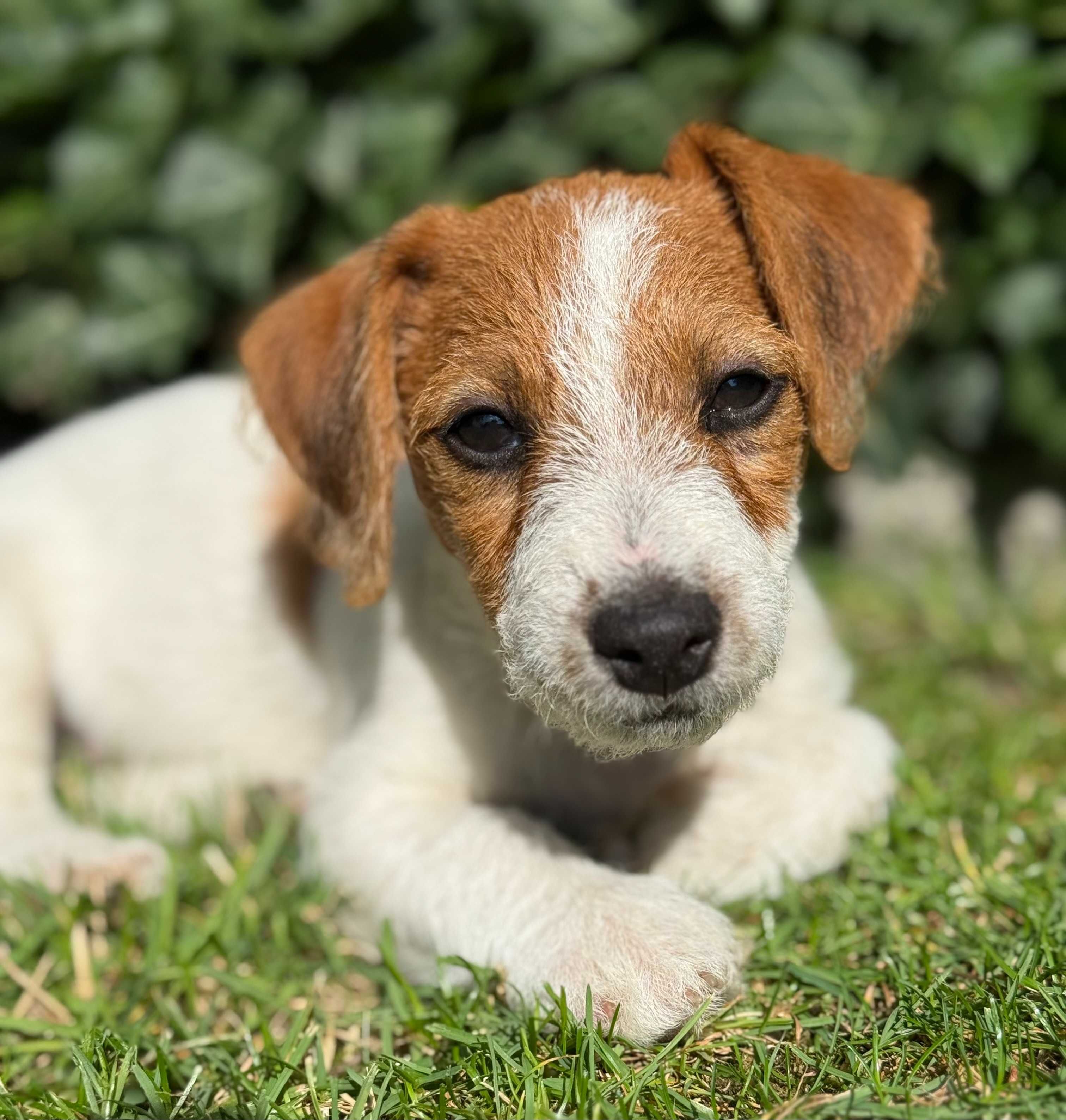Jack Russell Terrier SUCZKA od #Smartie Jacks# pure breed FEMALE