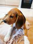 Beagle Trikolor Szczeniak Sunią Hodowla