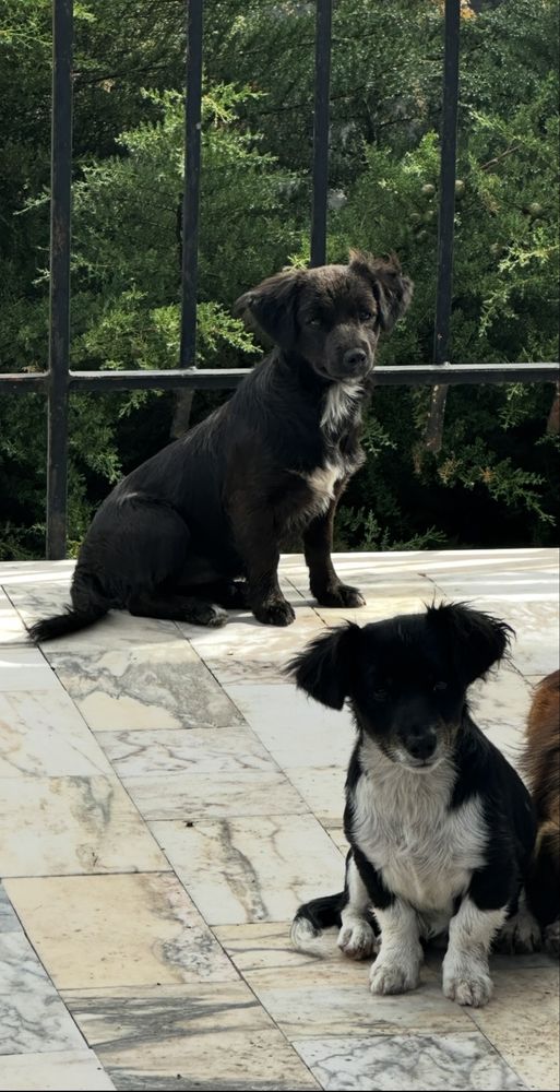 Cães para adoção responsável