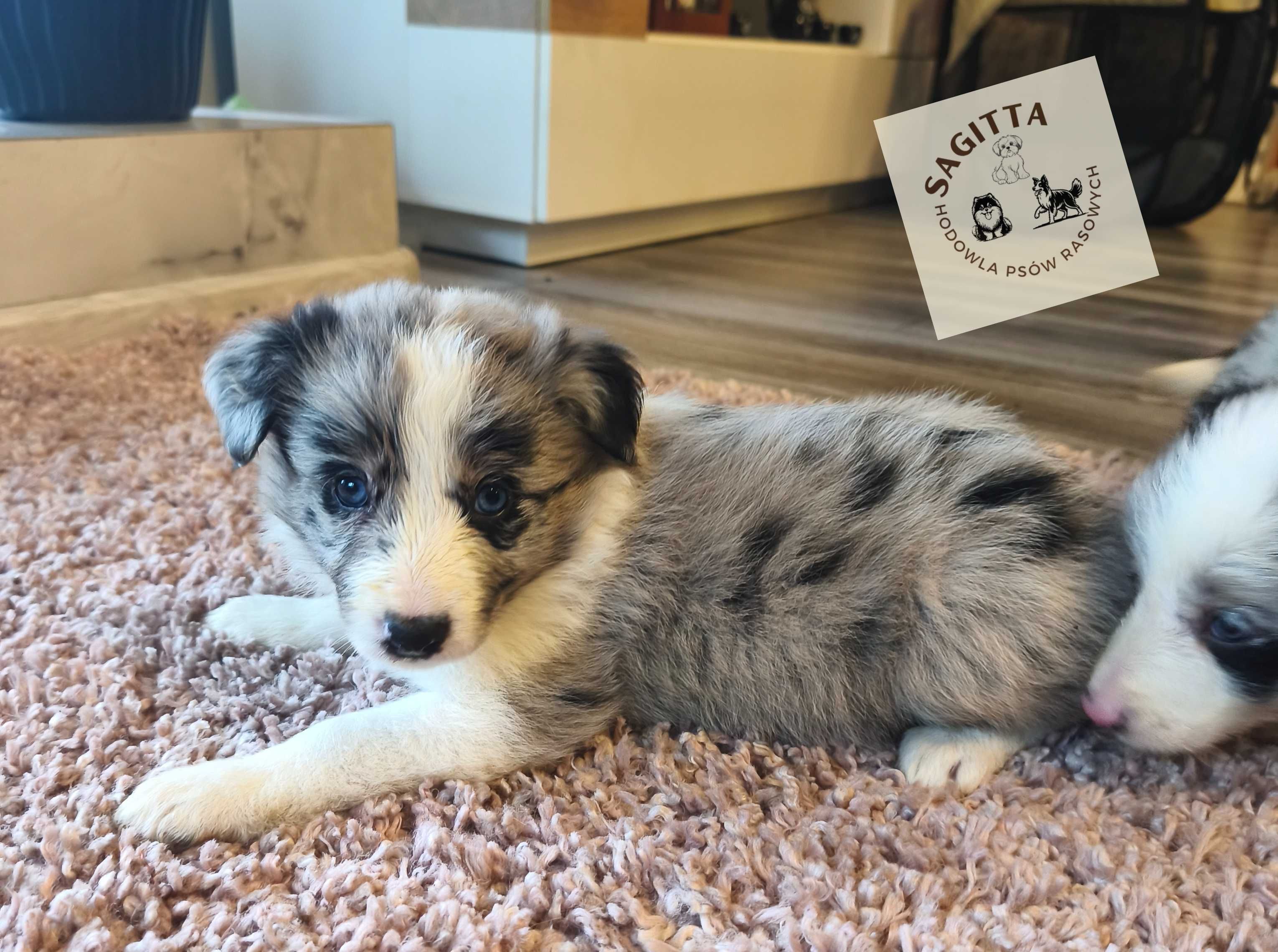 Border Collie ślicznotka - piękna suczka