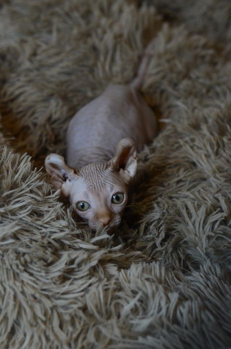 Канадский сфинкс. Эльф