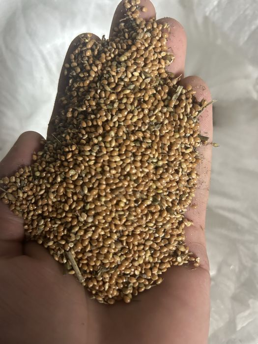 Sprzedam Proso nie  pryskane dla papug