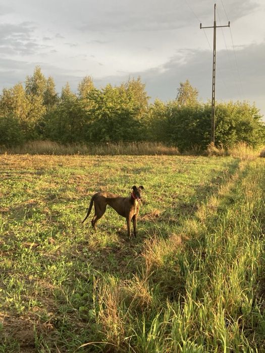 Suka w typie chart greyhound