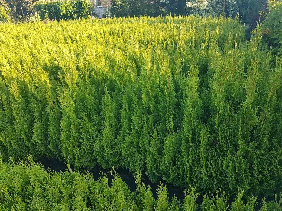 Promocja tuja szmaragd 70cm - 100cm, thuja smaragd 1m, doniczka p9