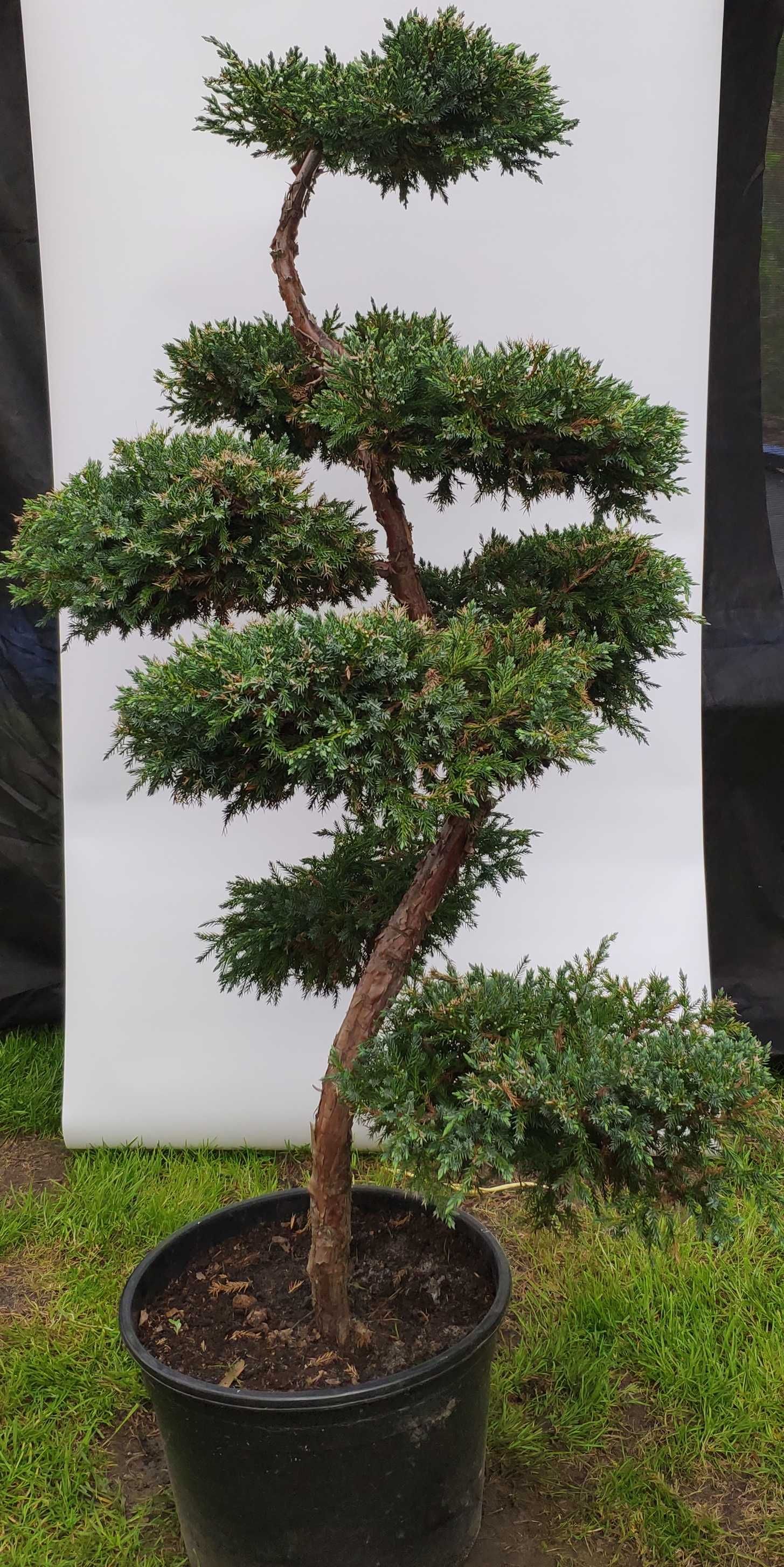 Bonsai Niwaki Jałowiec Blue Carpet,