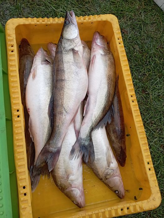 Ryby żywe: okoń, lin, sandacz, szczupak, karaś, leszcz, płoć ,karp