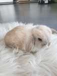 Królik Baranek Mini Lop