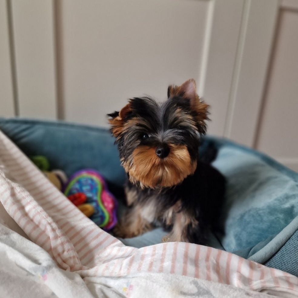 Yorkshire Terrier York FCI ZKwP Piesek