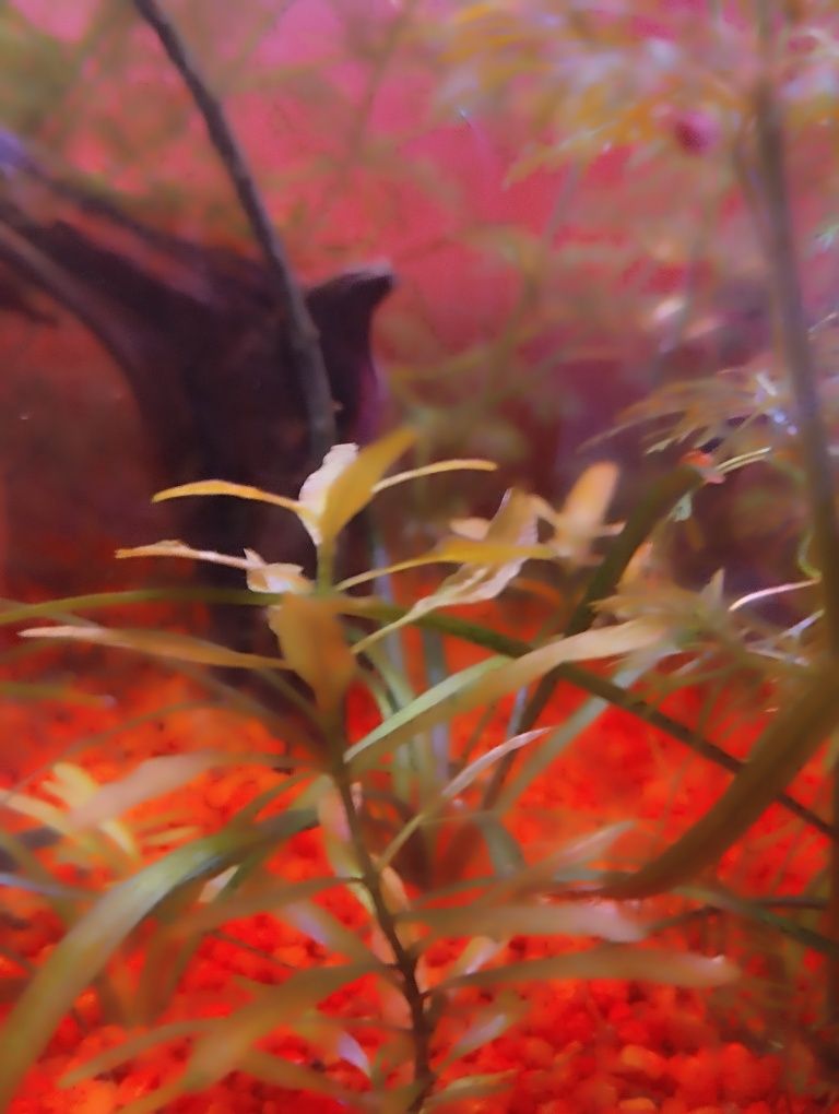 hygrophila polysperma planta de aquário