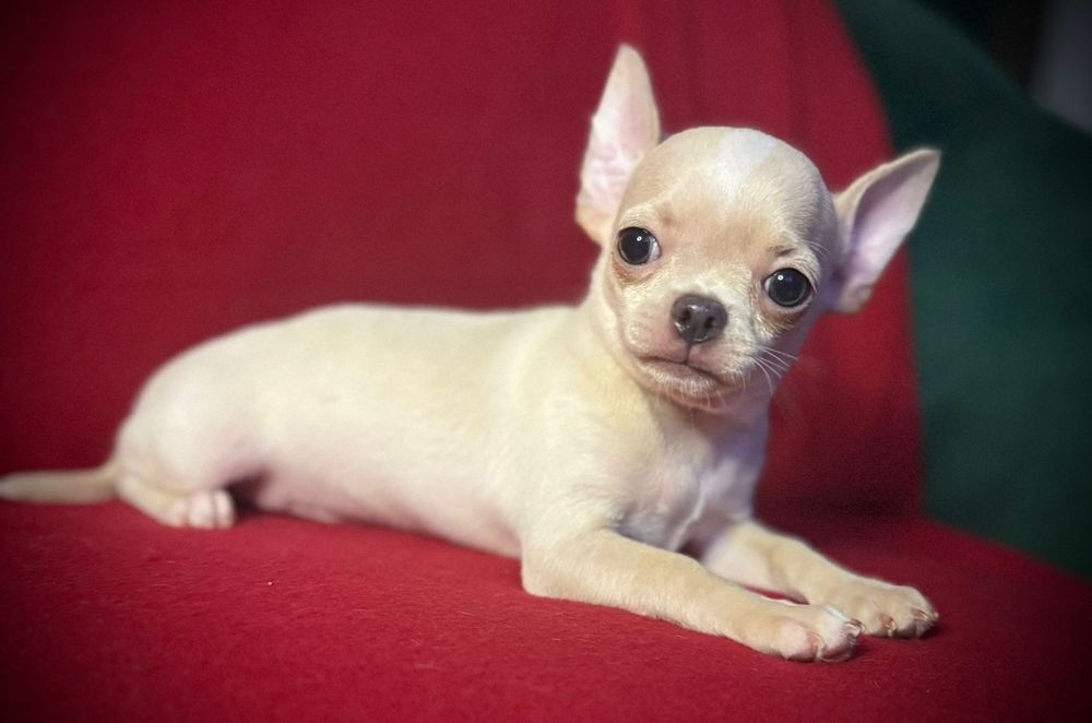 Chihuahua piesek z rodowodem chi