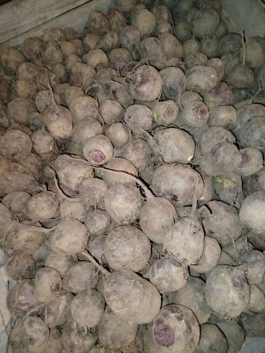 Buraczki czerwone Detroit Red