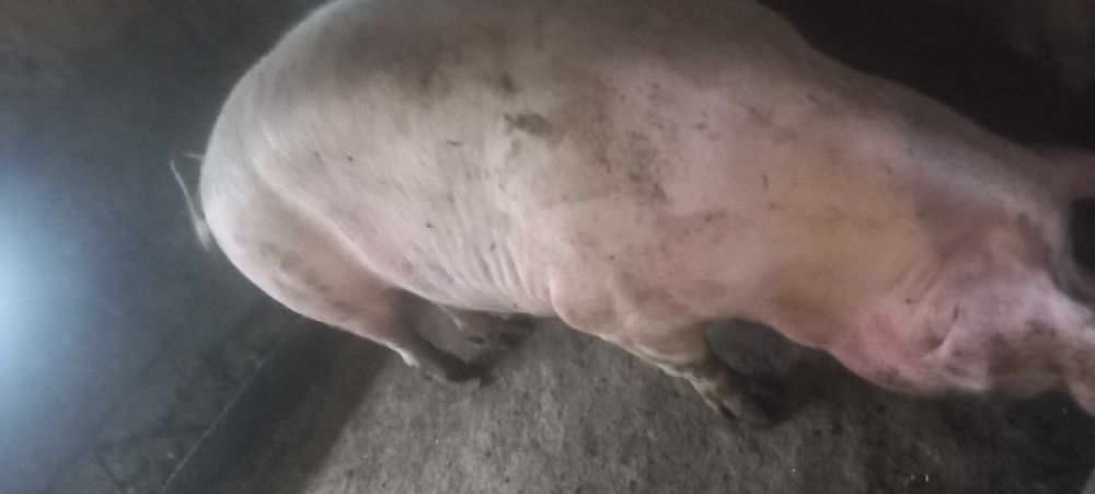 Продам одну свиноматку, свині, свиньи