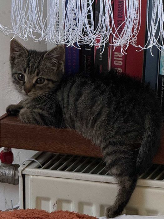 oddam kotka, kotek do adopcji