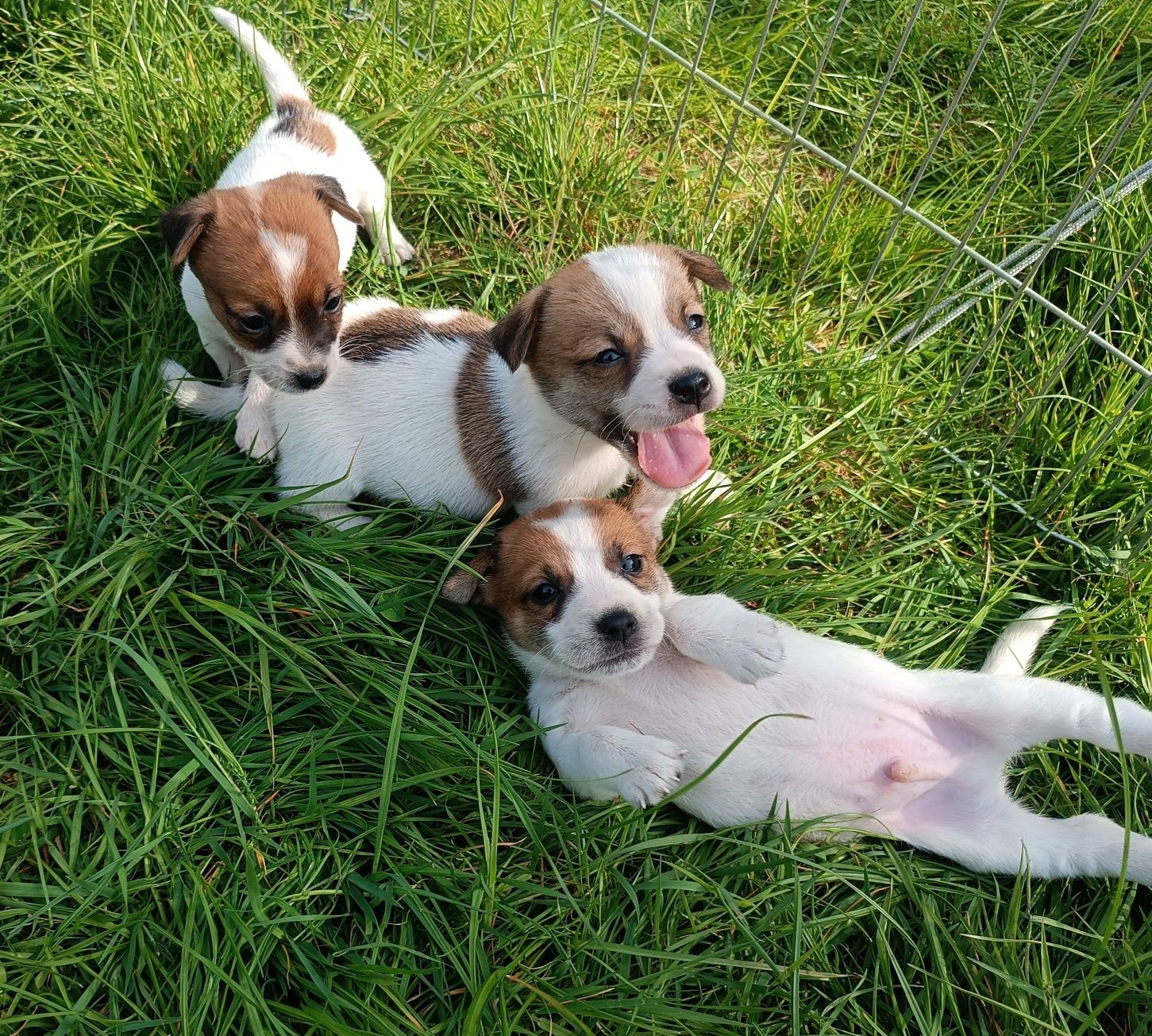 Jack Russell Terrier gładkowłosy ZKwP FCI