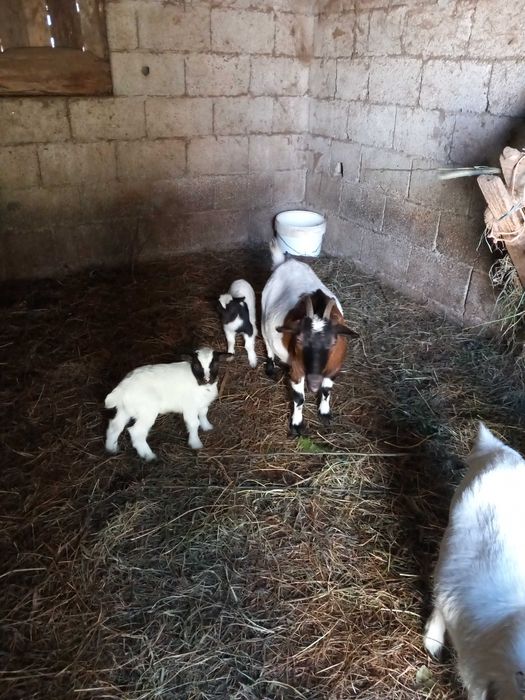 Vendo Cabras anãs