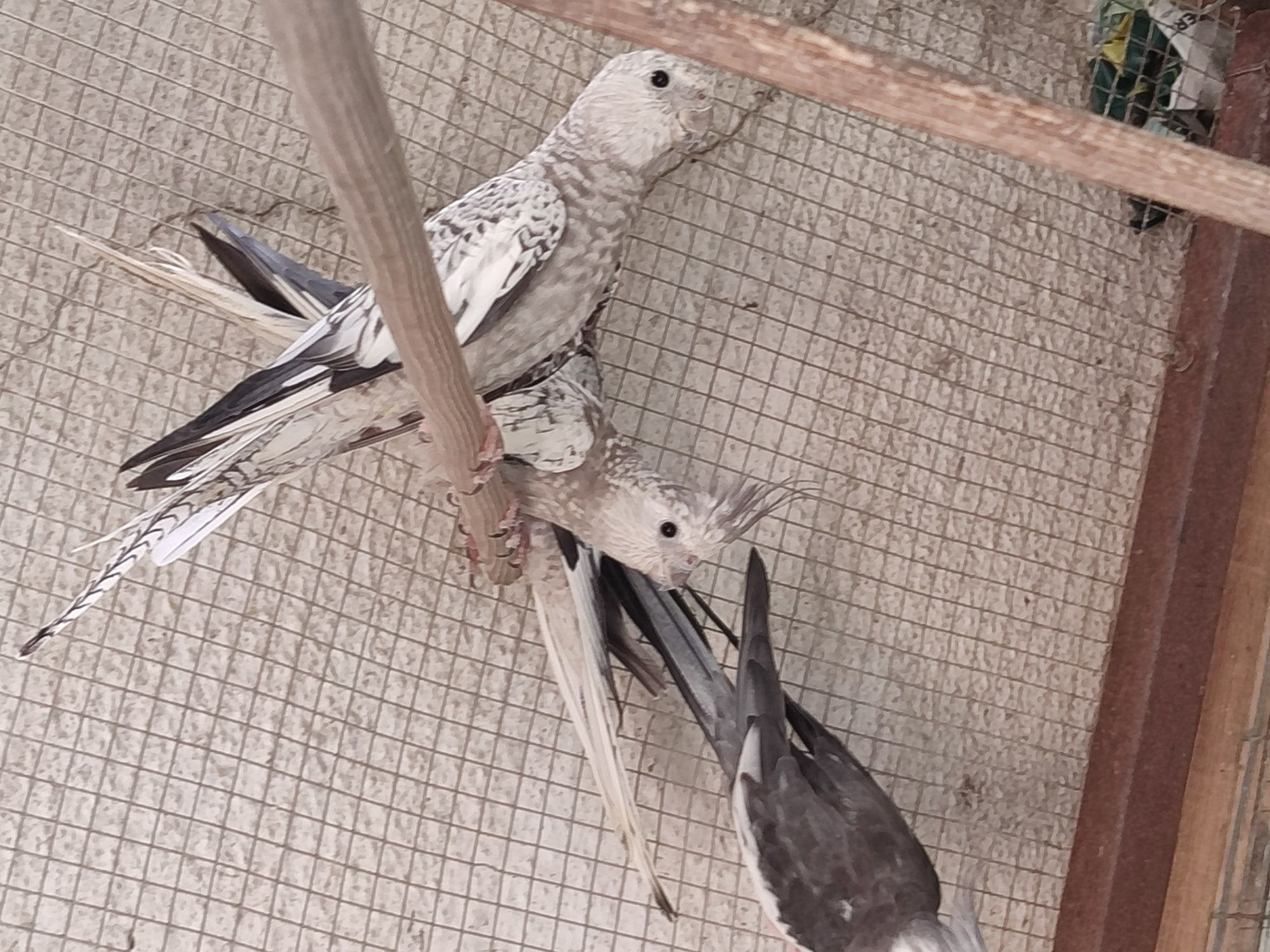 Caturras novas algumas já a comer sozinhas outras não