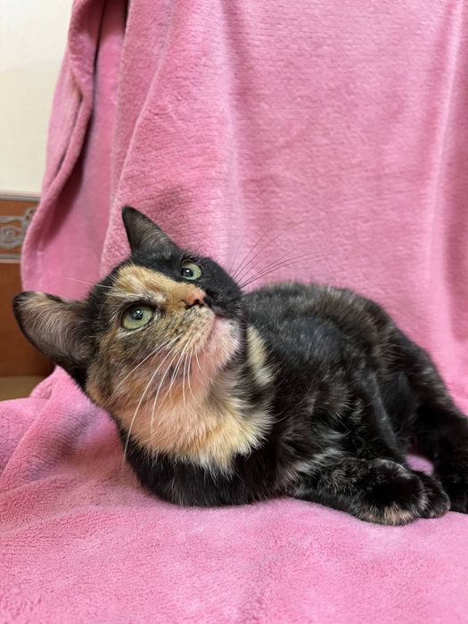 Кошеня дівчинка 5-6 міс. Трьохмасна. Шукає сімʼю!